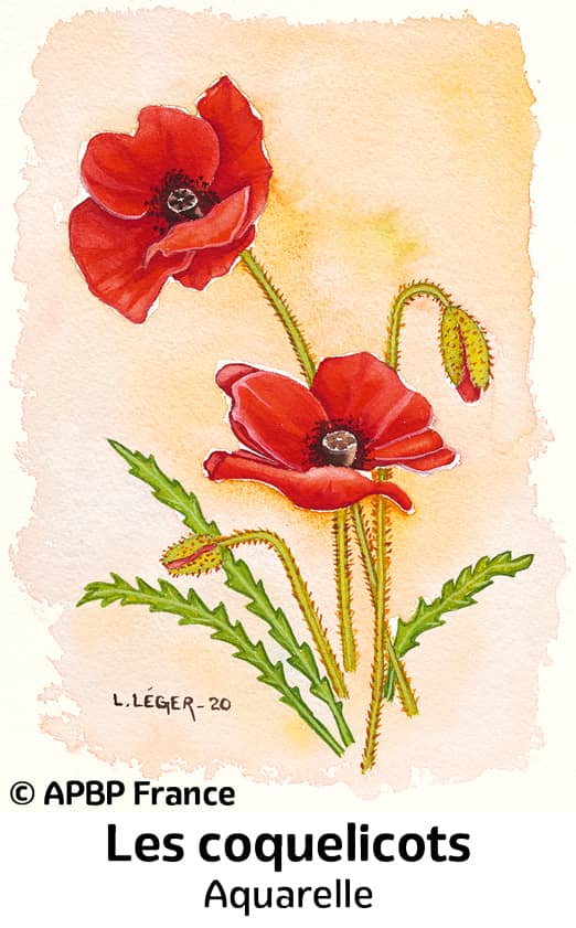 Les Coquelicots-Oeuvre Lénaic Léger