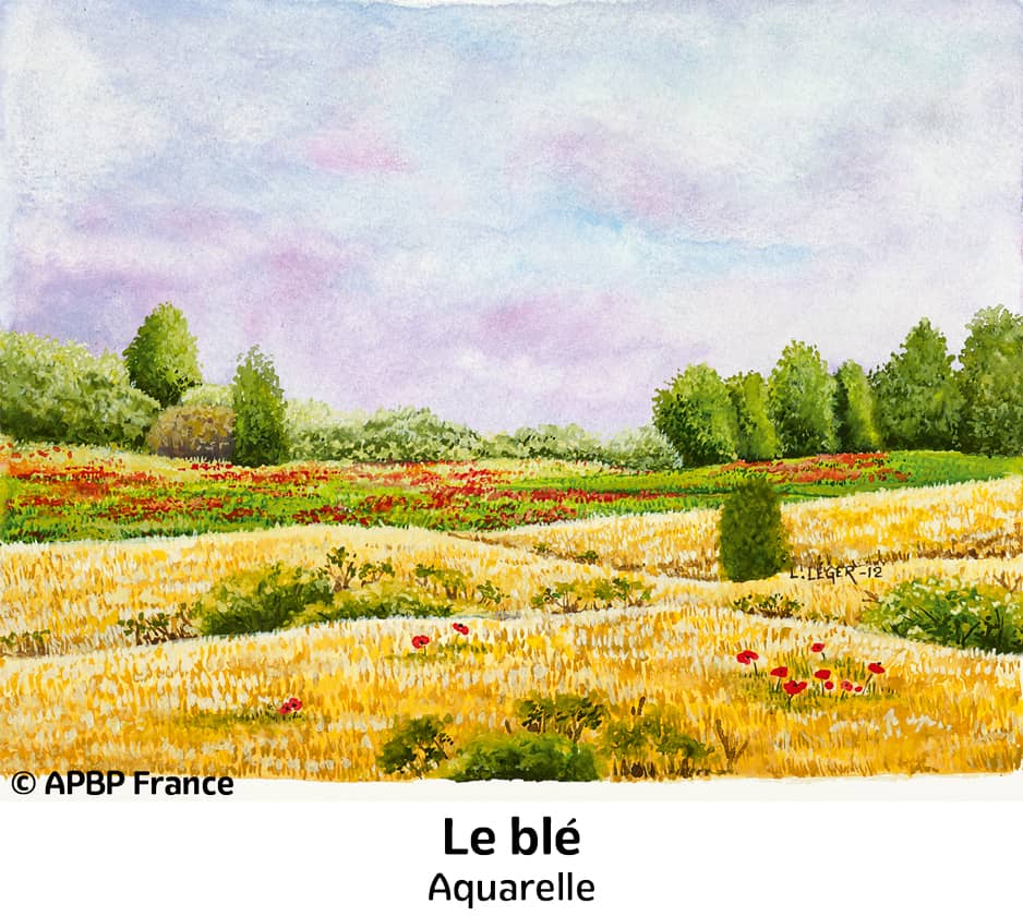 Le blé-Oeuvre Lénaic Léger