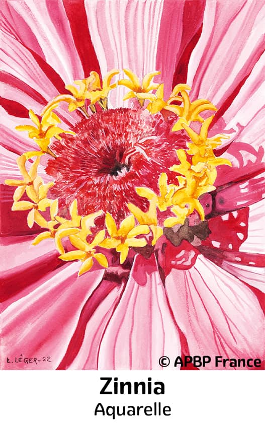Zinnia-Oeuvre Lénaic Léger